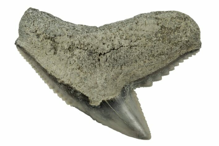 1" Fossil Tiger Shark (Galeocerdo) Tooth -  Aurora, NC